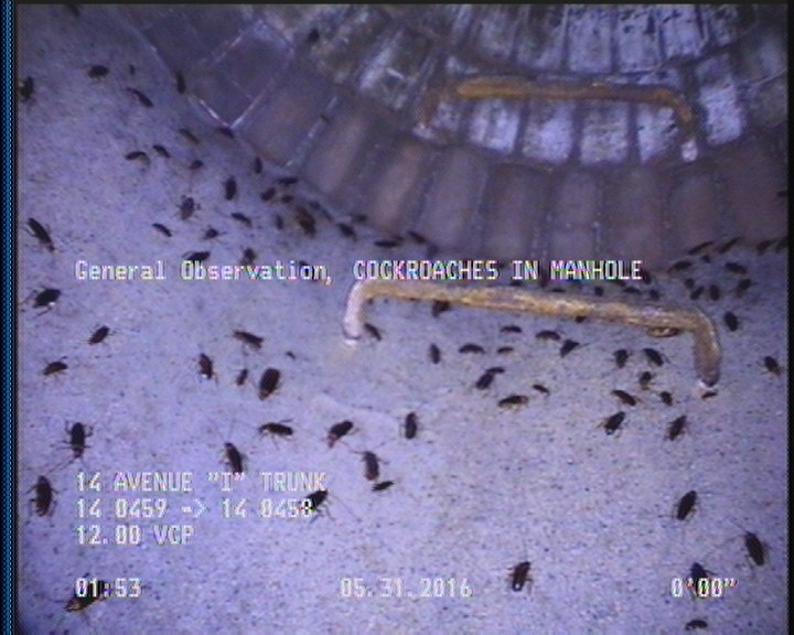 General Observation - COCKROACHES IN MANHOLE