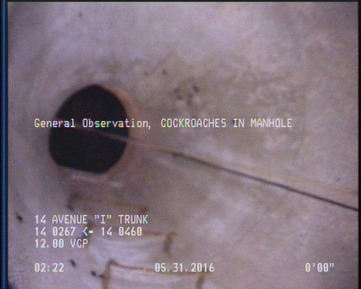 General Observation - COCKROACHES IN MANHOLE