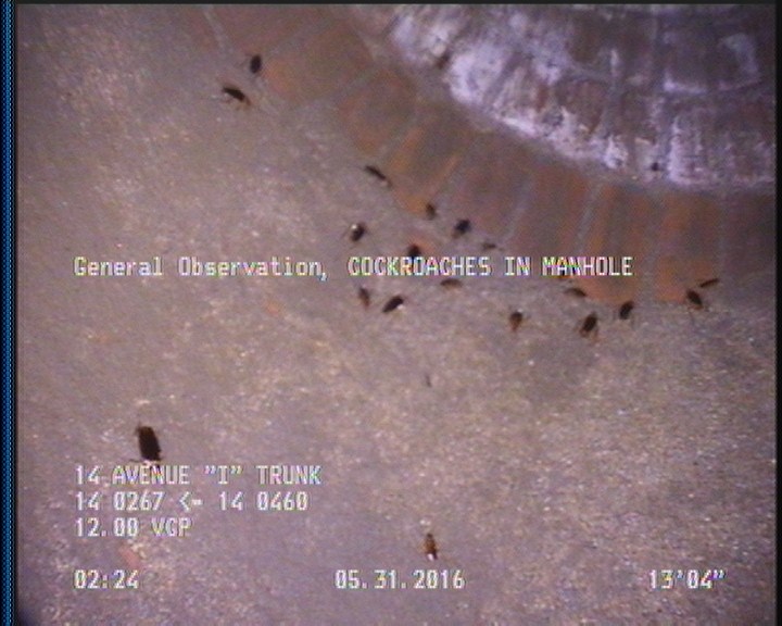 General Observation - COCKROACHES IN MANHOLE