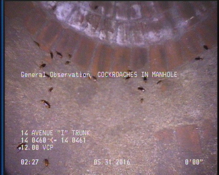 General Observation - COCKROACHES IN MANHOLE