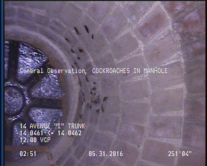 General Observation - COCKROACHES IN MANHOLE