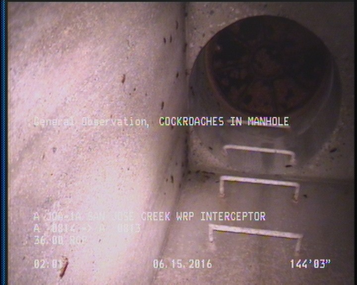General Observation - COCKROACHES IN MANHOLE