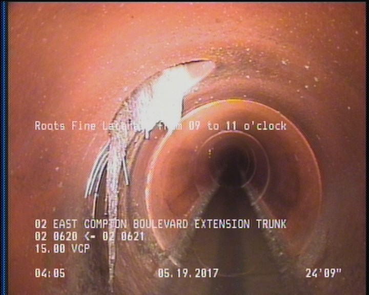 Roots Fine Lateral, from 09 to 11 o'clock