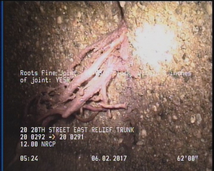 Roots Fine Joint, at 03 o'clock, within 8 inches of joint: YESR