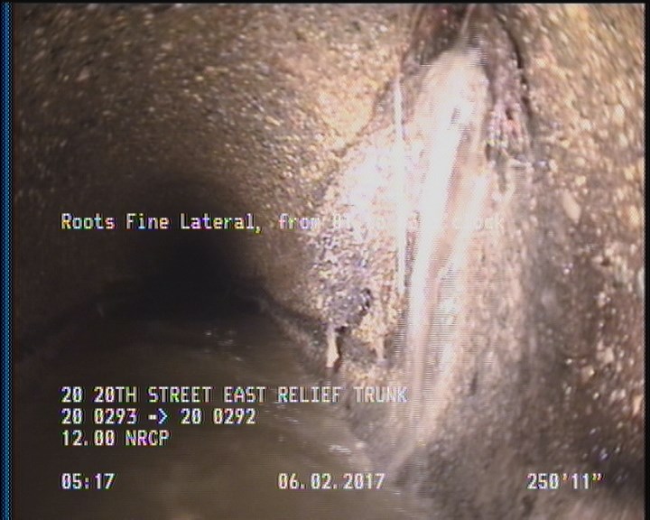 Roots Fine Lateral, from 01 to 03 o'clock