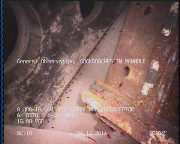 General Observation - COCKROACHES IN MANHOLE