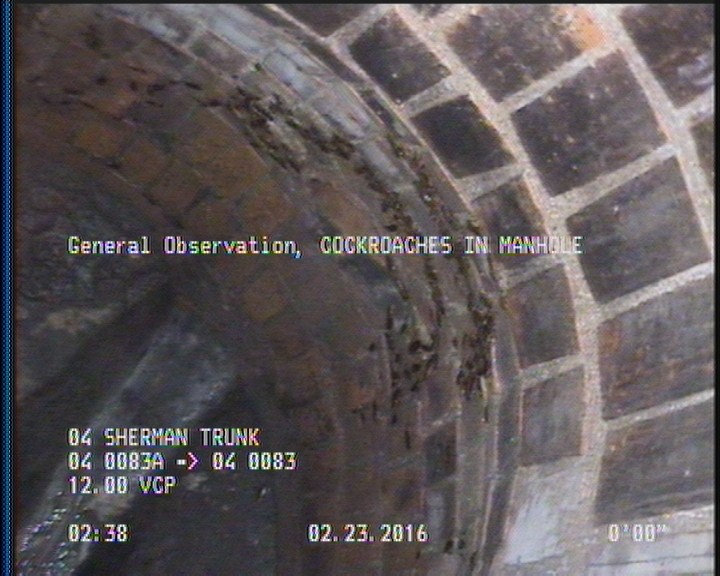 General Observation - COCKROACHES IN MANHOLE