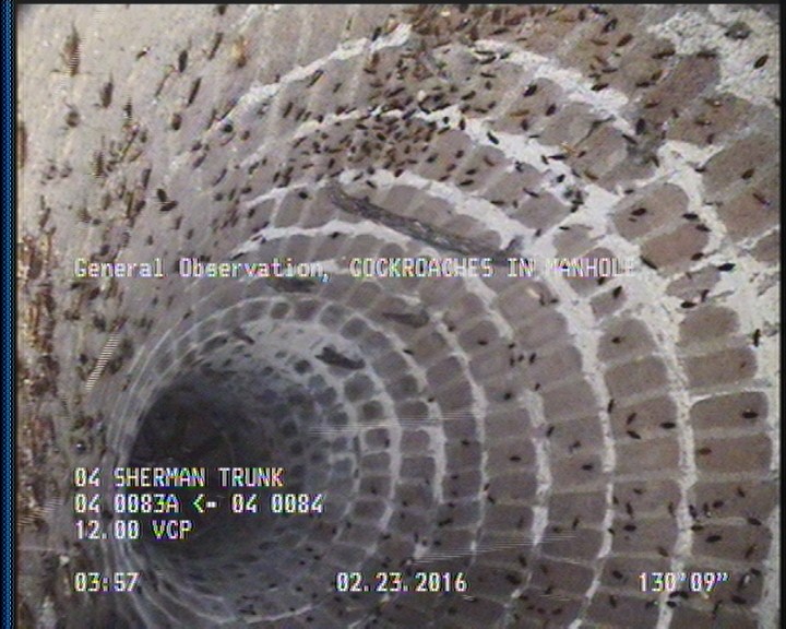 General Observation - COCKROACHES IN MANHOLE