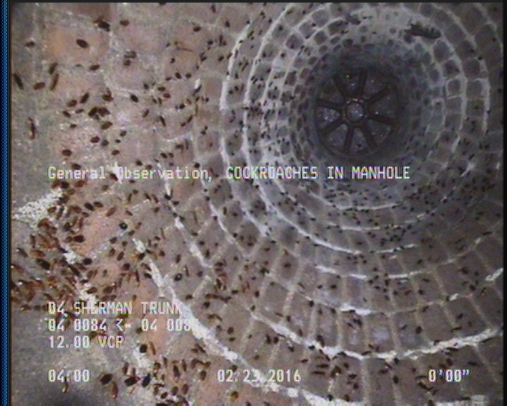General Observation - COCKROACHES IN MANHOLE