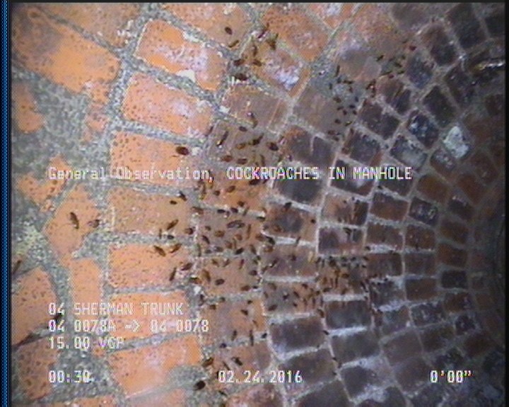 General Observation - COCKROACHES IN MANHOLE