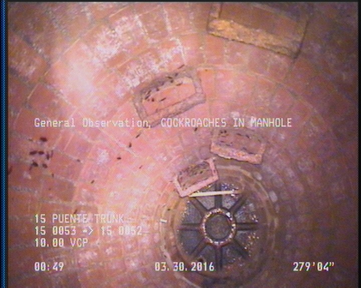 General Observation - COCKROACHES IN MANHOLE