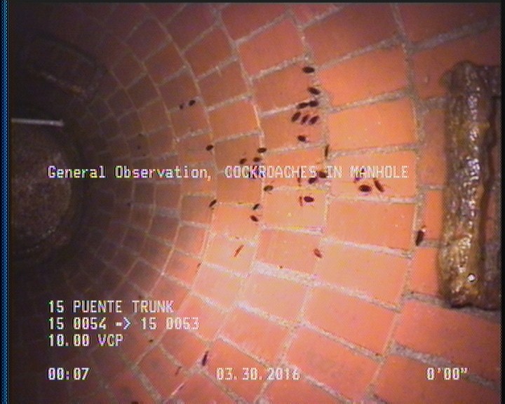 General Observation - COCKROACHES IN MANHOLE
