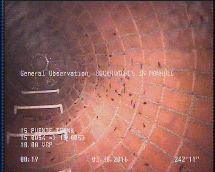 General Observation - COCKROACHES IN MANHOLE
