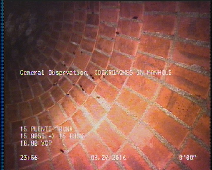 General Observation - COCKROACHES IN MANHOLE