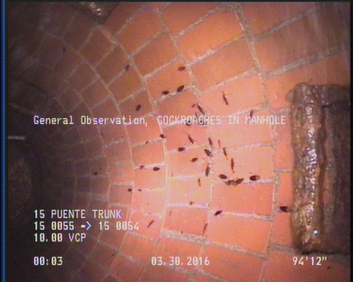 General Observation - COCKROACHES IN MANHOLE