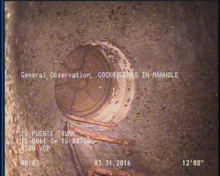 General Observation - COCKROACHES IN MANHOLE