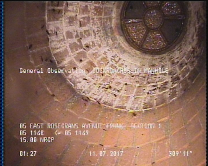 General Observation - COCKROACHES IN MANHOLE