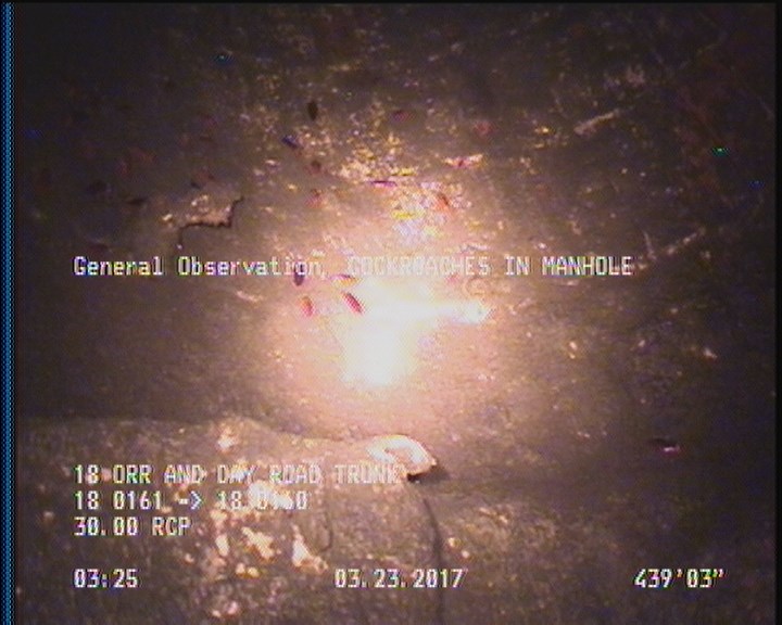 General Observation - COCKROACHES IN MANHOLE