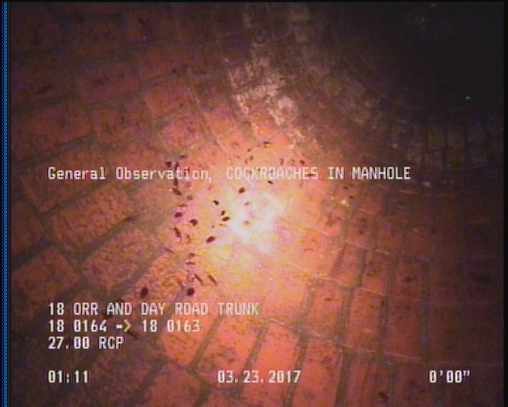 General Observation - COCKROACHES IN MANHOLE