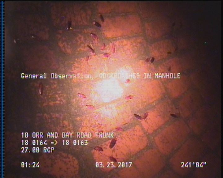 General Observation - COCKROACHES IN MANHOLE