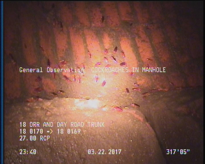General Observation - COCKROACHES IN MANHOLE