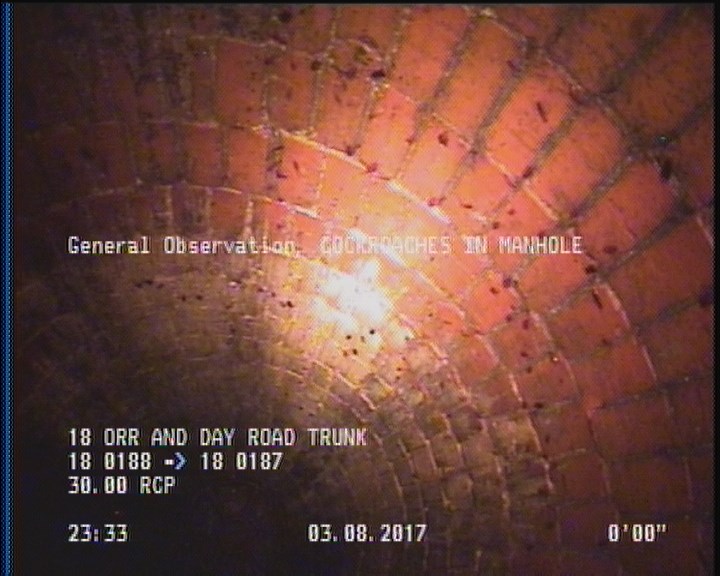 General Observation - COCKROACHES IN MANHOLE