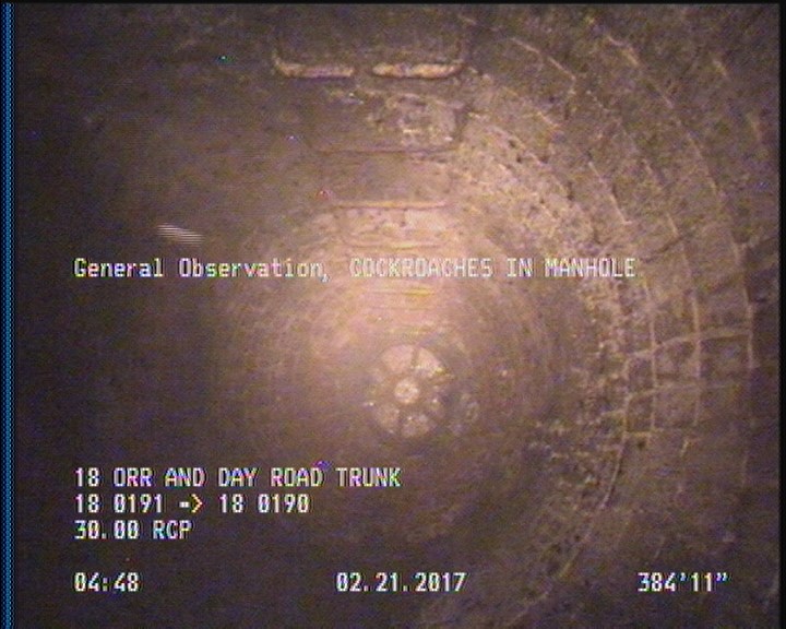 General Observation - COCKROACHES IN MANHOLE