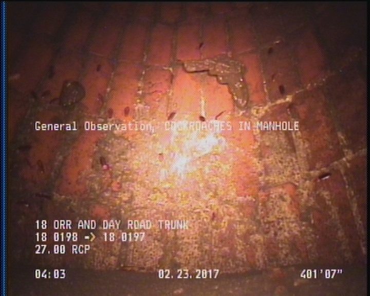 General Observation - COCKROACHES IN MANHOLE