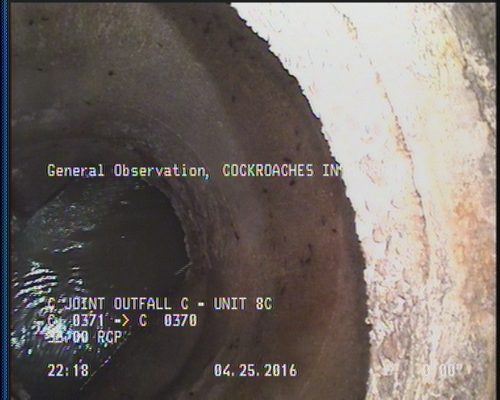 General Observation - COCKROACHES IN MANHOLE