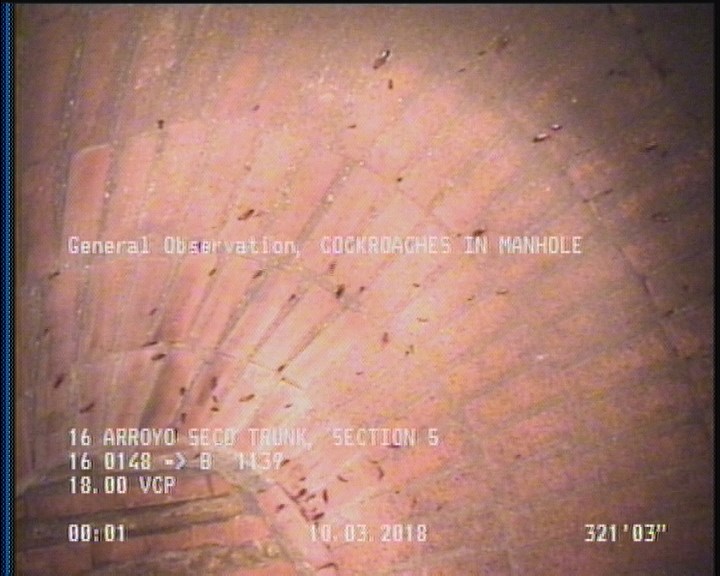 General Observation - COCKROACHES IN MANHOLE