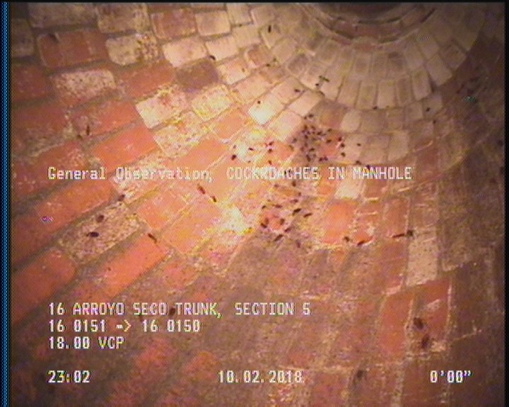 General Observation - COCKROACHES IN MANHOLE