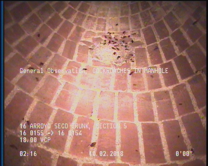 General Observation - COCKROACHES IN MANHOLE