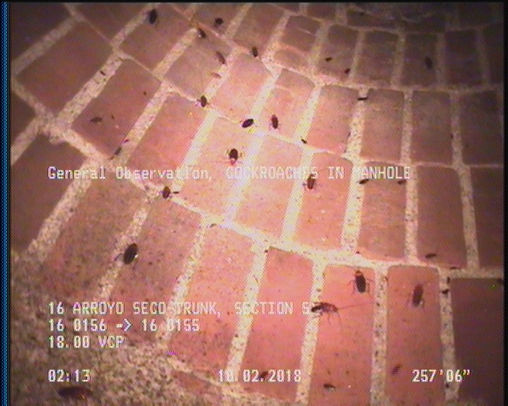 General Observation - COCKROACHES IN MANHOLE