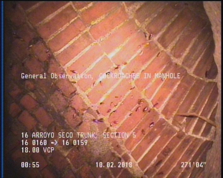 General Observation - COCKROACHES IN MANHOLE