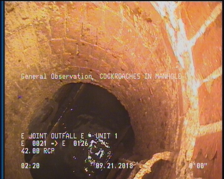 General Observation - COCKROACHES IN MANHOLE