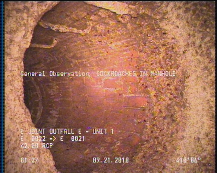 General Observation - COCKROACHES IN MANHOLE