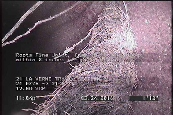 Roots Fine Joint, from 10 to 04 o'clock, within 8 inches of joint: YES