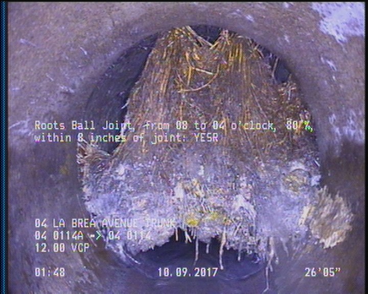 Roots Ball Joint, from 08 to 04 o'clock, 80 %, within 8 inches of joint: YESR