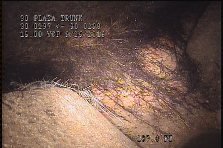 General Observation - ROOTS INSIDE THE MH. STRUCTURE