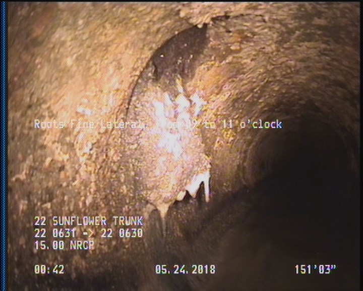 Roots Fine Lateral, from 09 to 11 o'clock