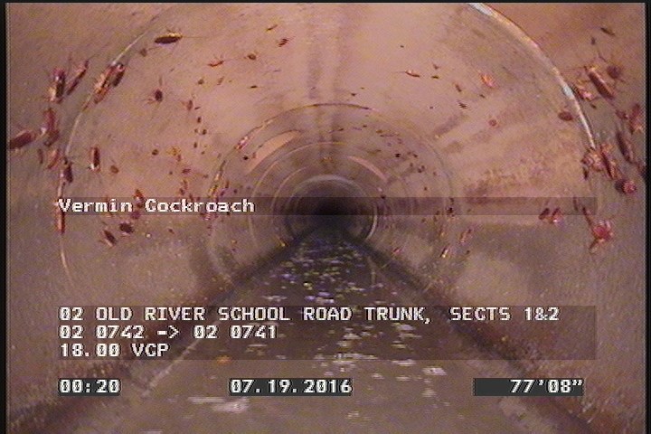 Vermin Cockroach