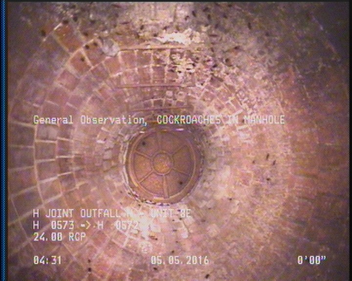 General Observation - COCKROACHES IN MANHOLE