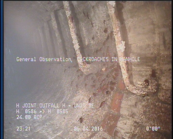 General Observation - COCKROACHES IN MANHOLE