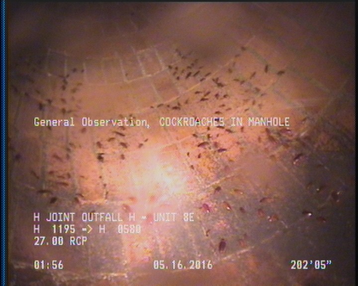 General Observation - COCKROACHES IN MANHOLE