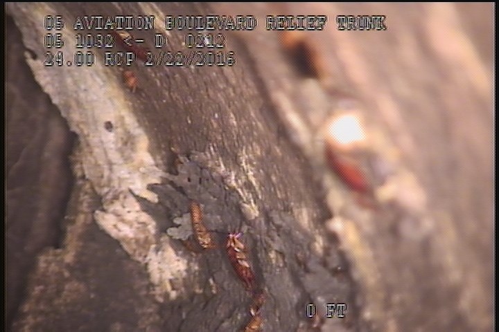Surface Spalling, from 08 to 04 o'clock, within 8 inches of joint: NO - PEELING LAITANCE COAT