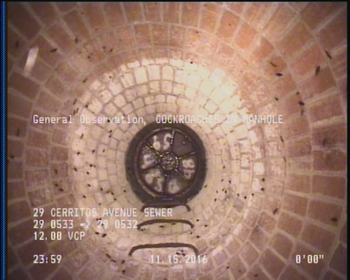 General Observation - COCKROACHES IN MANHOLE