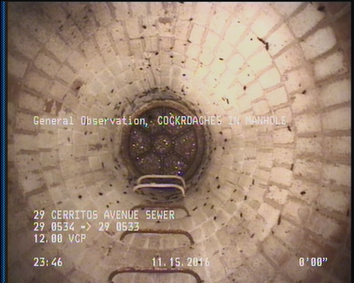 General Observation - COCKROACHES IN MANHOLE