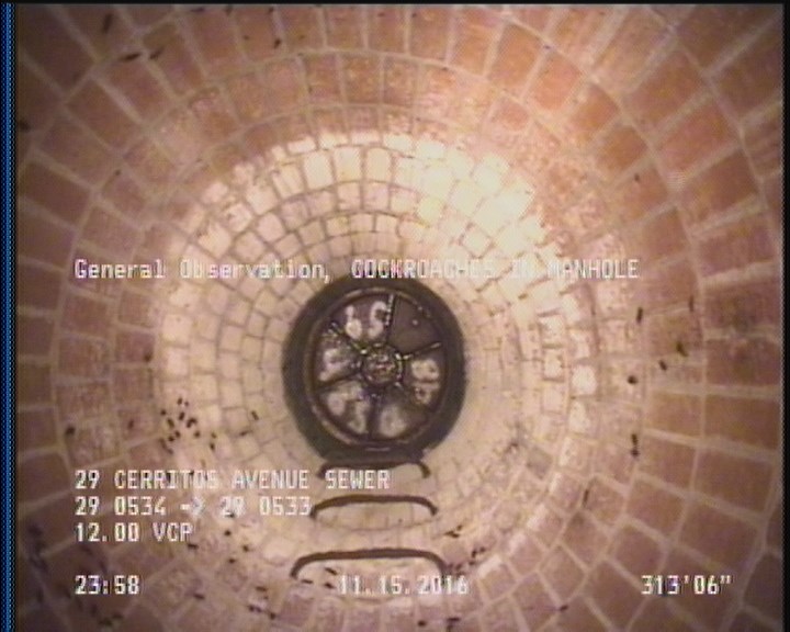General Observation - COCKROACHES IN MANHOLE