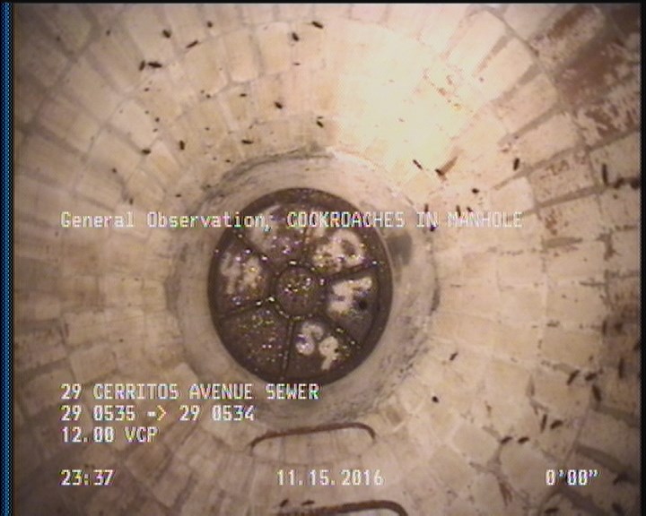 General Observation - COCKROACHES IN MANHOLE