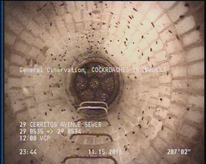 General Observation - COCKROACHES IN MANHOLE
